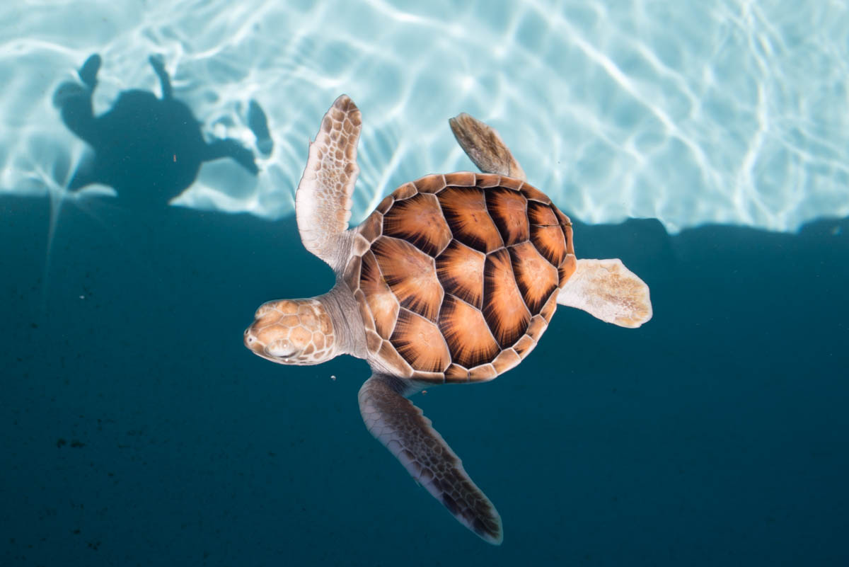 小笠原海洋センター